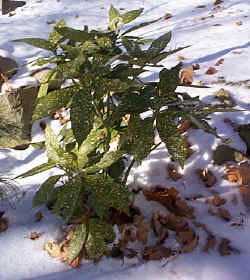 Aucuba japonica pic in RI from 12/00---5 years in the ground from a tiny cutting!