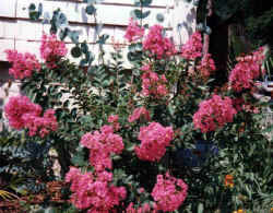 Another Crape myrtle in RI (8/98)