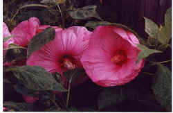 hibiscus_moscheutos_southernbelle_pink.jpg (52248 bytes)