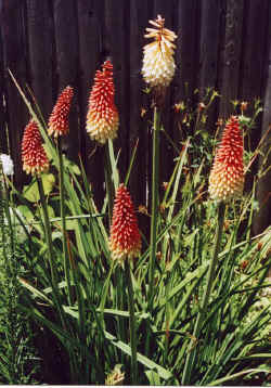 kniphofia_cultivar.jpg (78090 bytes)