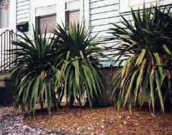 Yucca recurvifolia