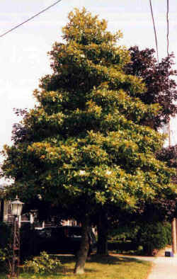 Large southern magnolia in central RI