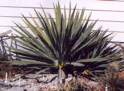 yucca_filamentosa-2.jpg (56716 bytes)