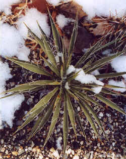 yucca_harrimaniae_2.jpg (73432 bytes)