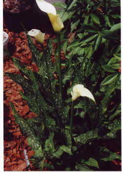 zantedeschia_albomaclata_2.jpg (76179 bytes)